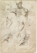 Superficial Anatomy of the Shoulder and Neck Poster | Leonardo da Vinci Art Print (1510)
