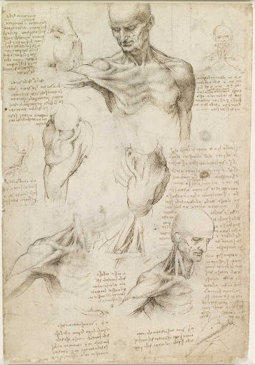 Superficial Anatomy of the Shoulder and Neck Poster | Leonardo da Vinci Art Print (1510)