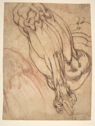 Anatomical Studies of a Leg Poster | Michelangelo Art Print