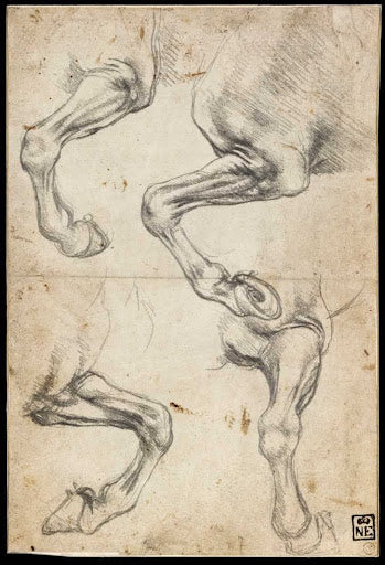 Studies of Horses' Legs Poster | Leonardo da Vinci Art Print (1490)