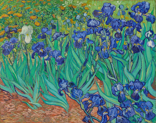 Irises (Garden) Poster | Vincent van Gogh Art Print (1889)