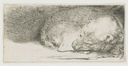 Sleeping Puppy Poster | Rembrandt van Rijn Art Print (1640)