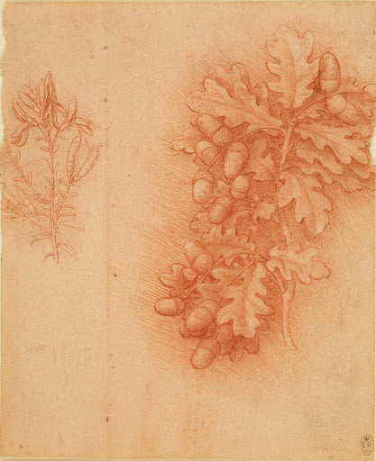 Sprigs of Oak and Dyer's Greenweed Poster | Leonardo da Vinci Art Print (1506)