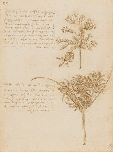 Studies of Two Sedges Poster | Leonardo da Vinci Art Print (1510)