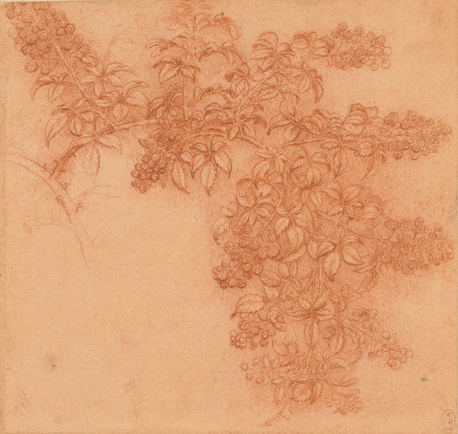 A Branch of Blackberry Poster | Leonardo da Vinci Art Print (1506)