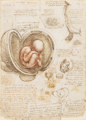 The Fetus in the Womb Poster | Leonardo da Vinci Art Print (1511)