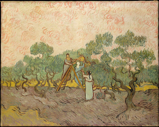 Women Picking Olives Poster | Vincent van Gogh Art Print (1889)