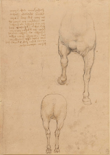Studies of a Horse V Poster | Leonardo da Vinci Art Print (1517)
