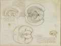 The Brain Poster | Leonardo da Vinci Art Print (1508)