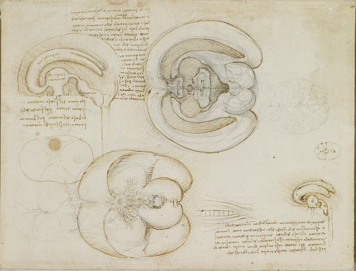 The Brain Poster | Leonardo da Vinci Art Print (1508)