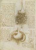 Gastrointestinal Tract and Bladder Poster | Leonardo da Vinci Art Print (1508)