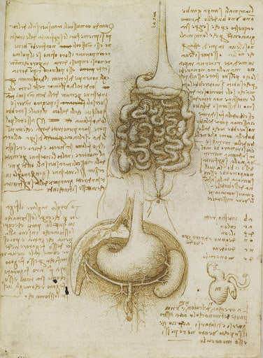 Gastrointestinal Tract and Bladder Poster | Leonardo da Vinci Art Print (1508)