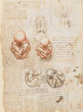 The Fetus and the Muscles Attached to the Pelvis Poster | Leonardo da Vinci Art Print (1511)