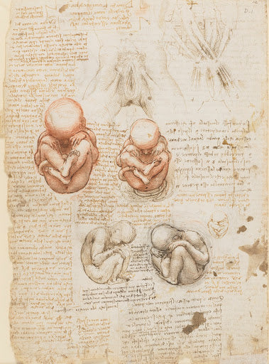 The Fetus and the Muscles Attached to the Pelvis Poster | Leonardo da Vinci Art Print (1511)
