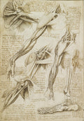 Muscles of the Shoulder and Arm Poster | Leonardo da Vinci Art Print (1510)