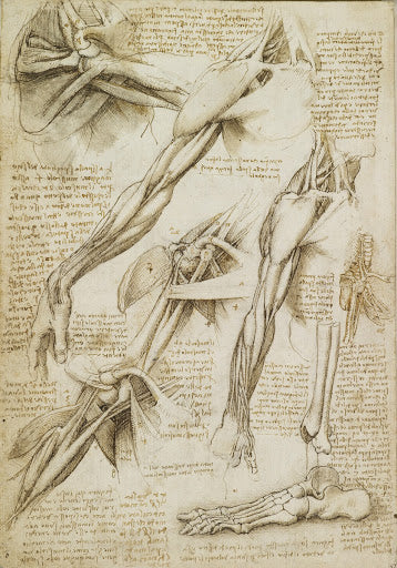 Muscles of the Shoulder and Arm Poster | Leonardo da Vinci Art Print (1510)