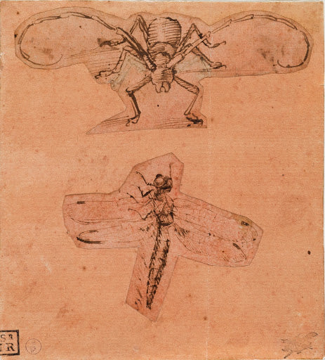 Studies of Insects Poster | Leonardo da Vinci Art Print (1480)