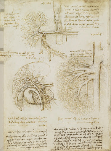 The Vessels and Nerves of the Neck Poster | Leonardo da Vinci Art Print (1508)