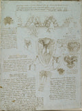 The Right Ventricle and Tricuspid Valve Poster | Leonardo da Vinci Art Print (1512)