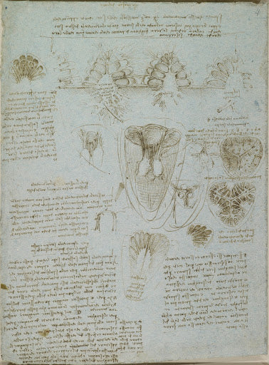 The Right Ventricle and Tricuspid Valve Poster | Leonardo da Vinci Art Print (1512)