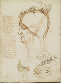 The Layers of the Scalp, and the Cerebral Ventricles Poster | Leonardo da Vinci Art Print (1490)