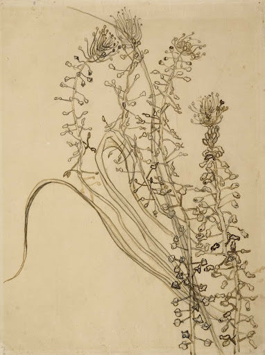Tassel Hyacinth Poster | Vincent van Gogh Art Print (1889)