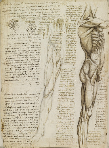 The Muscles of the Leg Poster | Leonardo da Vinci Art Print (1510)