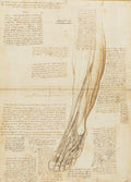The Muscles and Tendons of the Lower Leg and Foot Poster | Leonardo da Vinci Art Print (1510)