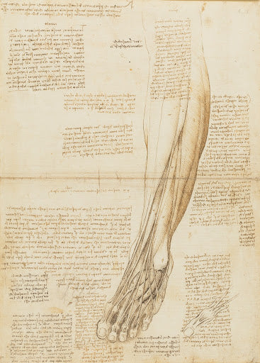 The Muscles and Tendons of the Lower Leg and Foot Poster | Leonardo da Vinci Art Print (1510)