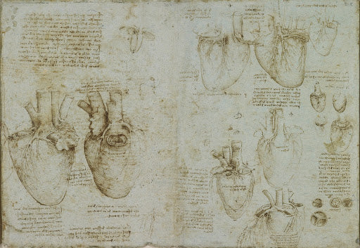 The Ventricles, Papillary Muscles and Tricuspid Valve Poster | Leonardo da Vinci Art Print (1511)