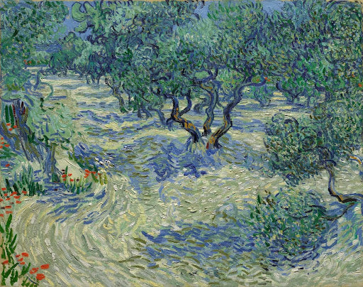 Olive Orchard Poster | Vincent van Gogh Art Print (1889)