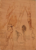 The Leg Muscles and Bones of Man and Horse Poster | Leonardo da Vinci Art Print (1506)