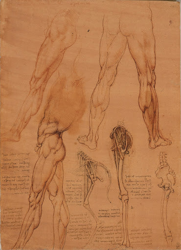 The Leg Muscles and Bones of Man and Horse Poster | Leonardo da Vinci Art Print (1506)
