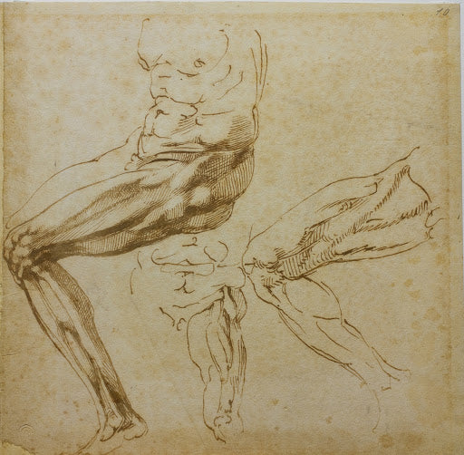 Studies of Legs Poster | Michelangelo Art Print (1524)