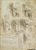 The Muscles of the Upper Spine Poster | Leonardo da Vinci Art Print (1510)
