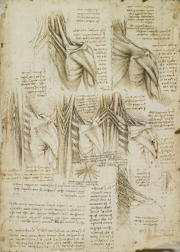 The Muscles of the Upper Spine Poster | Leonardo da Vinci Art Print (1510)