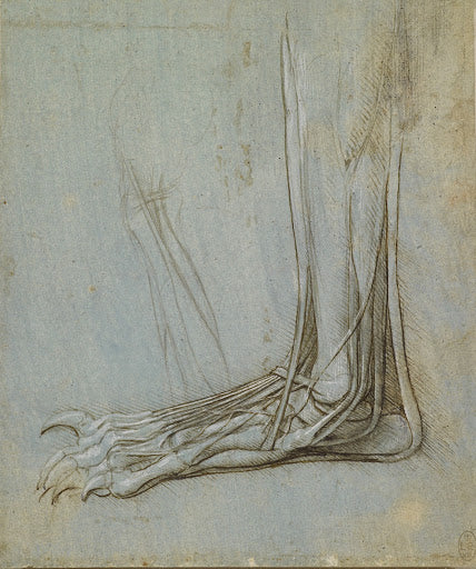 The Anatomy of a Bear's Foot Poster | Leonardo da Vinci Art Print (1488)