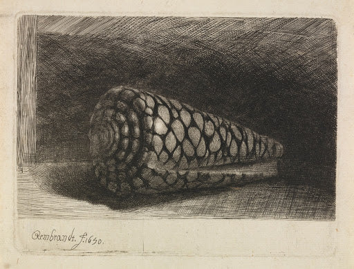 The Shell Poster | Rembrandt van Rijn Art Print (1650)