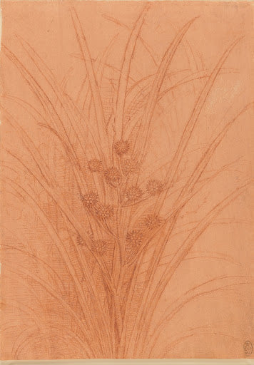 A Branched Bur-reed Poster | Leonardo da Vinci Art Print (1506)