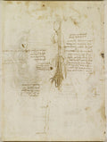 The Viscera of a Horse II Poster | Leonardo da Vinci Art Print (1490)