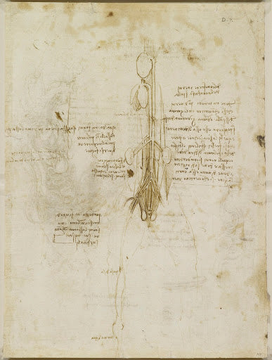 The Viscera of a Horse II Poster | Leonardo da Vinci Art Print (1490)