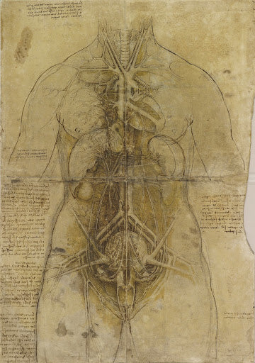 The Cardiovascular System and Principal Organs of a Woman Poster | Leonardo da Vinci Art Print (1509)