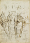 The Bones and Muscles of the Leg Poster | Leonardo da Vinci Art Print (1510)