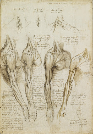 The Bones and Muscles of the Leg Poster | Leonardo da Vinci Art Print (1510)