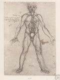 The Tree of Veins Poster | Leonardo da Vinci Art Print (1491)