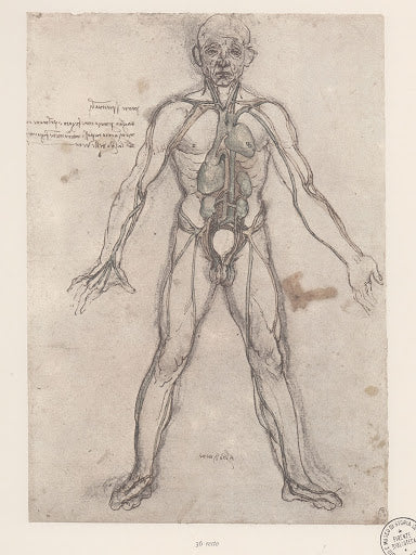 The Tree of Veins Poster | Leonardo da Vinci Art Print (1491)