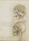 The Skull Sectioned Poster | Leonardo da Vinci Art Print (1489)