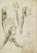 Muscles of the Arm and the Veins of the Arm and Trunk Poster | Leonardo da Vinci Art Print (1510)
