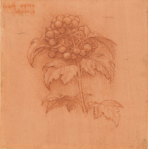 A Sprig of Guilder-rose Poster | Leonardo da Vinci Art Print (1506)