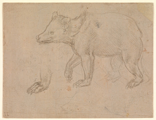 A Bear Walking Poster | Leonardo da Vinci Art Print (1482)